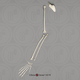 Siamang Arm, Disarticulated w/ Disarticulated Hand (with Scapula)