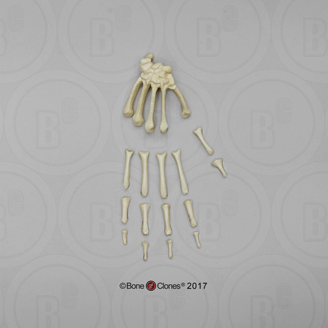 Capuchin Hand, Semi-articulated Capuchin Hand, Semi-articulated