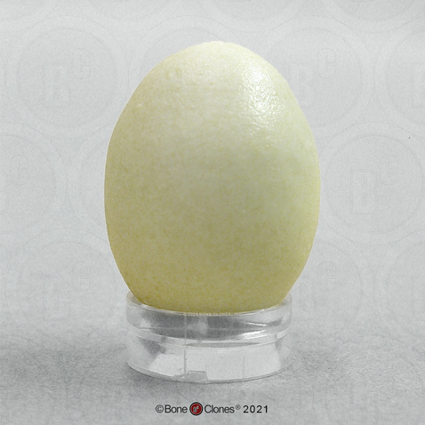 European Starling Egg