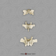 Siamang Vertebrae, set of 3 - Cervical, Thoracic, Lumbar