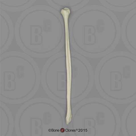 Human Male European Fibula