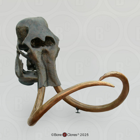 Woolly Mammoth Skull Woolly Mammoth Skull