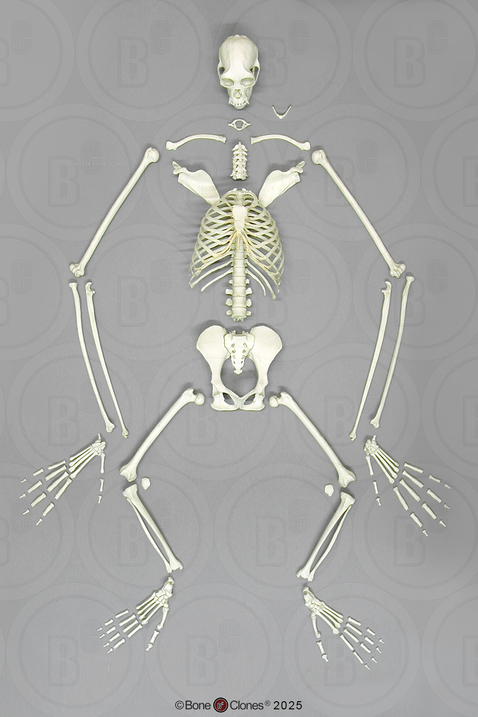 Semi-Articulated Siamang Skeleton Semi-Articulated Siamang Skeleton