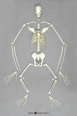 Semi-Articulated Siamang Skeleton