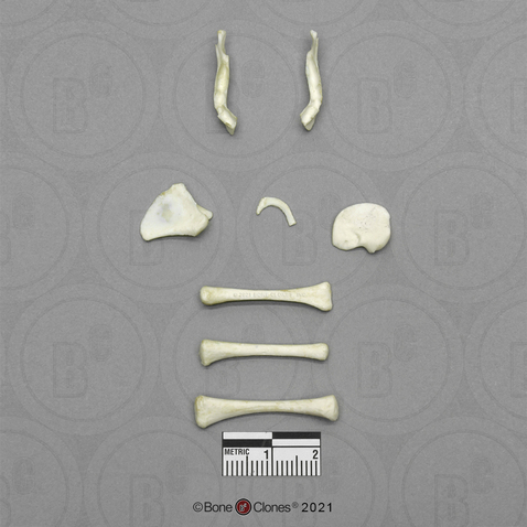 Human Fetal 6 Months Set of 8 Postcranial Bones