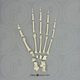 Semi-articulated Siamang Foot