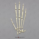 Disarticulated Hand