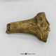 Australopithecus anamensis Right Proximal Tibia - KNM-KP-29285A