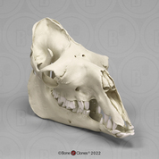 Arabian Camel, Dromedary Skull Arabian Camel, Dromedary Skull