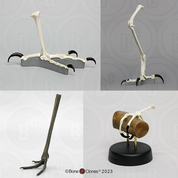 Comparative Bird Foot Set