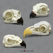 Comparative Raptor Skull Set
