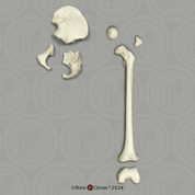Human Child 6-year-old Innominate and Femur Set Human Child 6-year-old Innominate and Femur Set