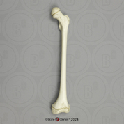 Human Child 6-year-old Femur, Articulated Human Child 6-year-old Femur, Articulated