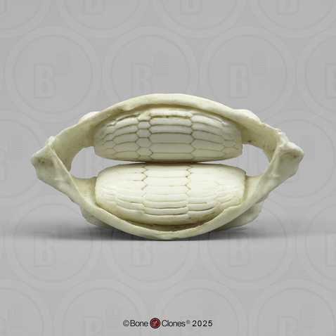 Cownose Ray Jaw