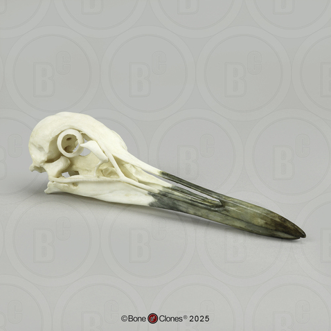 Whooping Crane Skull