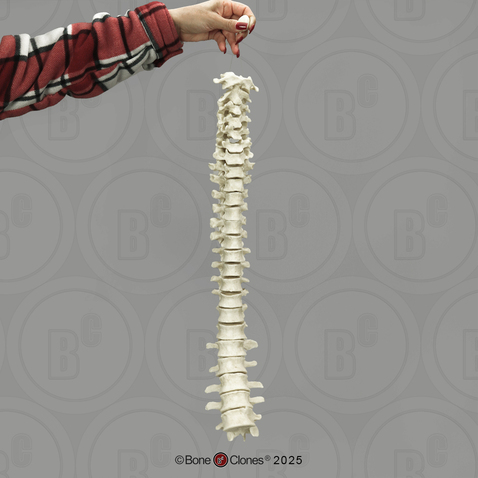 Vertebral Column Strung on Filament