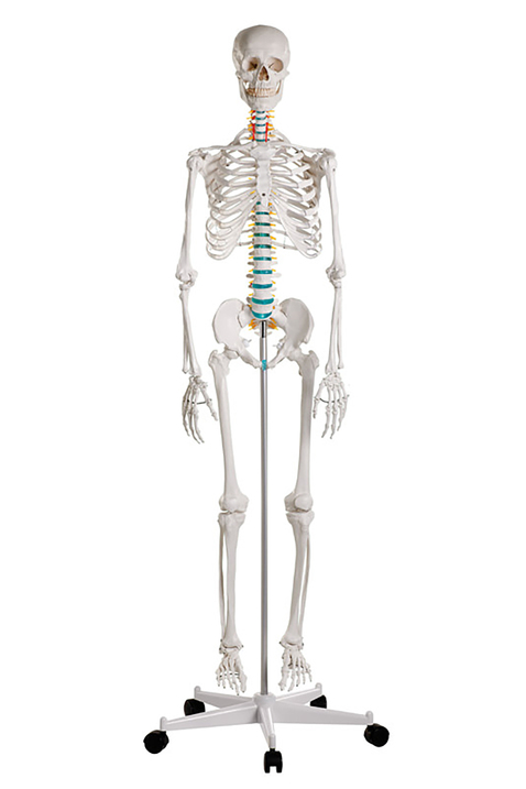 Human Economy Skeleton, Vinyl Human Economy Skeleton, Vinyl