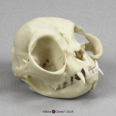 Persian Cat Skull Persian Cat Skull