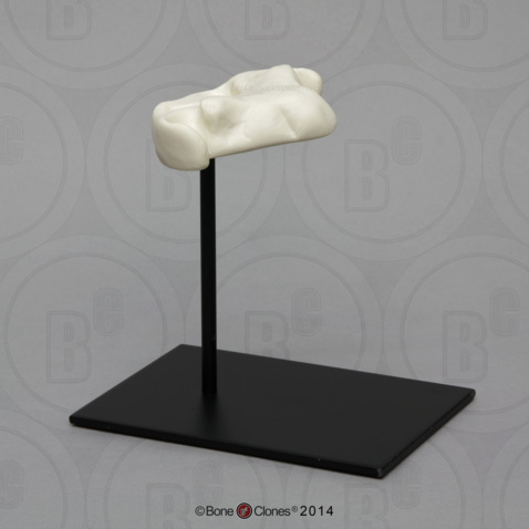 Stand for BC-405