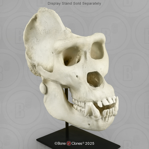 Male Gorilla skull extra large Male Gorilla skull extra large