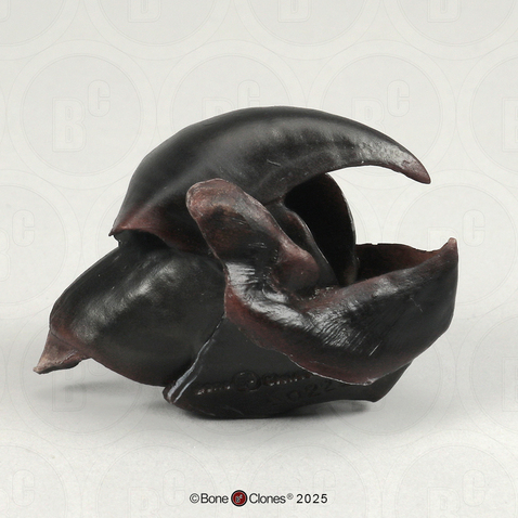 Giant Squid Beak