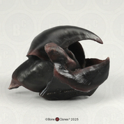 Giant Squid Beak