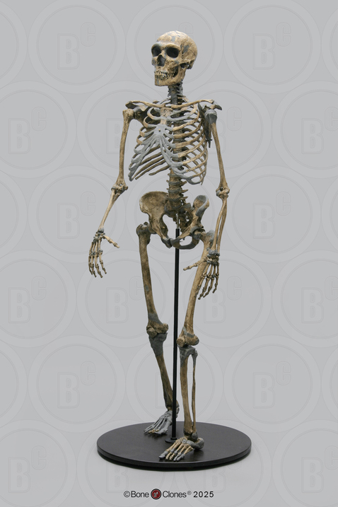 Neanderthal Skeleton Articulated,