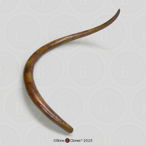 Woolly Mammoth Tusk (Single) Woolly Mammoth Tusk (Single)