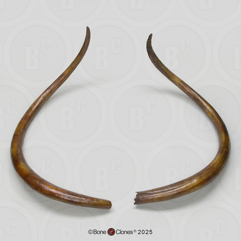Woolly Mammoth Tusks (Pair) Woolly Mammoth Tusks (Pair)