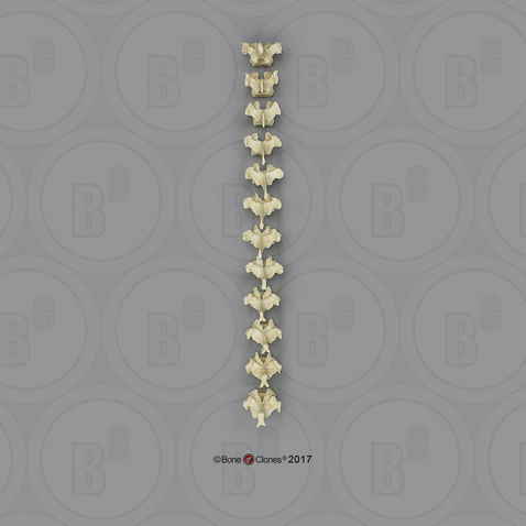 Male Orangutan Thoracic Vertebrae, set of 12
