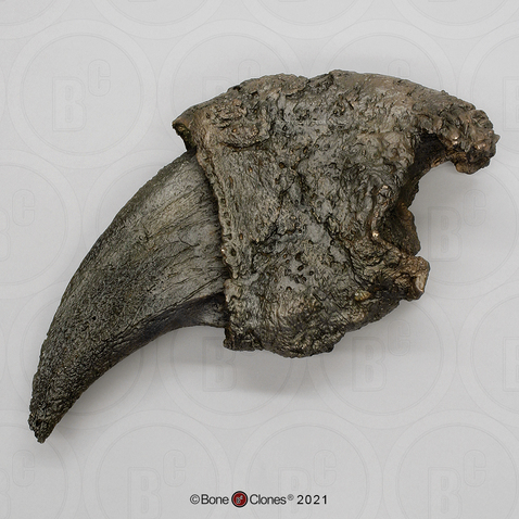 Giant Ground Sloth Claw