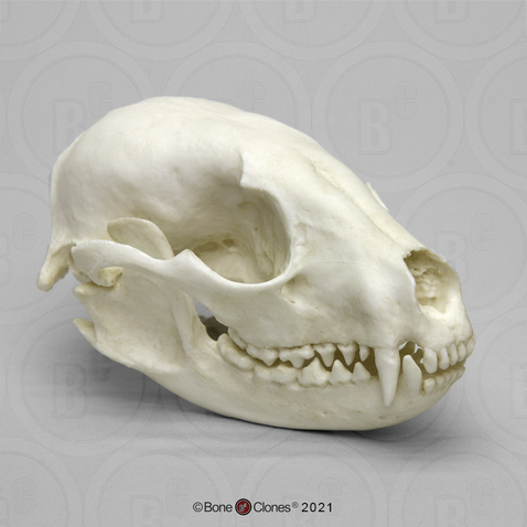 Economy Raccoon Skull