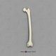 Siamang Femur