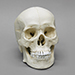 Human Male Asian Skull