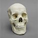 Human Male Asian Skull with Calvarium Cut