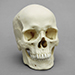 Human Male European Skull