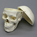 Human Female European Skull with Calvarium Cut