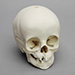 14-month-old Human Child Skull