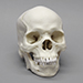 Human Male African-American Skull
