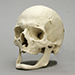 Human Elderly European Male Skull