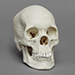 Human Female Asian Skull