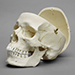 Human Male European Skull with Calvarium Cut