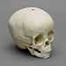 1 1/2-year-old Human Child Skull
