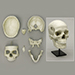 Human Female European 7-Piece Study Skull