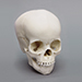 4-year-old Human Child Skull