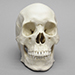 Human Male Asian Skull