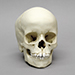 6-year-old Human Child Skull