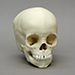 2-year-old Human Child Skull