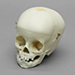 1-year-old Human Child Skull with Calvarium Cut