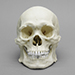 Human Male Asian Robust Skull
